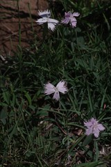Dianthus thunbergii