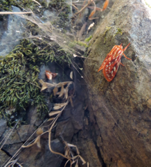 Lophocampa roseata