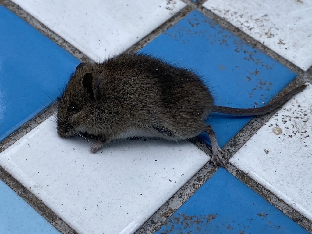 Hanstead Mouse Striped Field Mouse from 房山区, 北京市, CN on February 22, 2026 at 09:49 AM ...