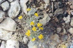 Physaria arctica