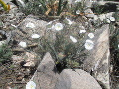 Convolvulus lanuginosus