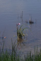 Crinum campanulatum