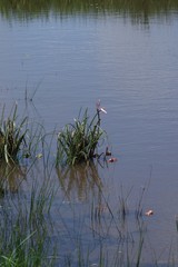 Crinum campanulatum
