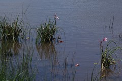 Crinum campanulatum