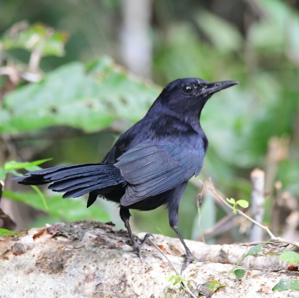 Black Catbird (Melanoptila glabrirostris), photo 8