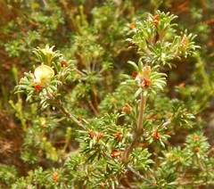 Phyllota pleurandroides