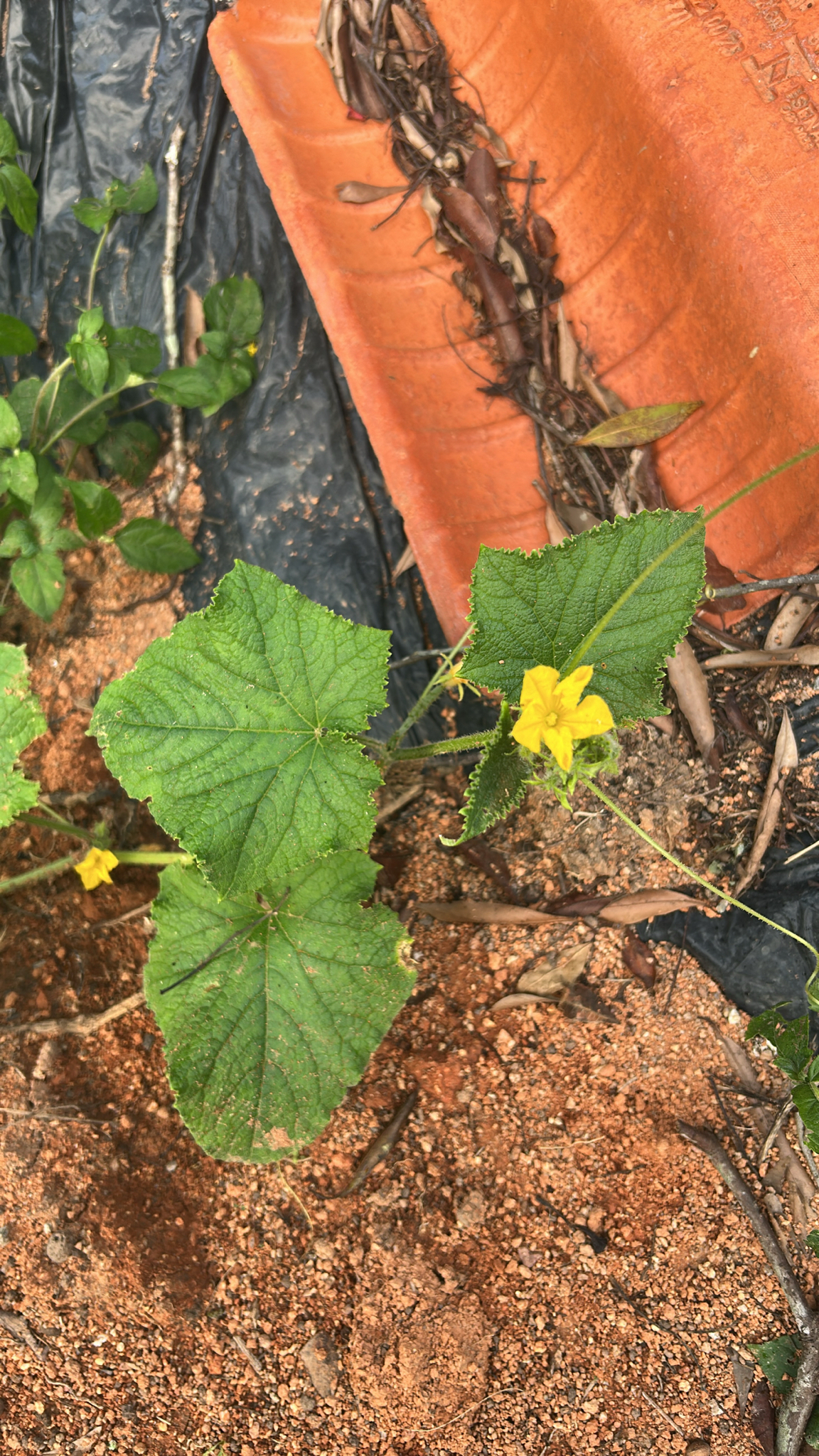 Cucumis sativus
