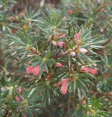 Brachyloma ericoides