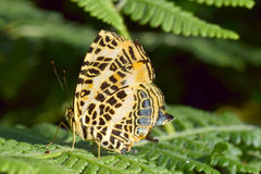 Symbrenthia niphanda