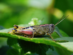 Peripolus