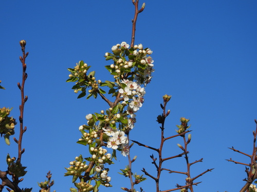 Iberian Wild Pear Tree (Pyrus bourgaeana)