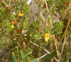 Phyllota remota