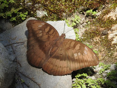 Euthalia telchinia