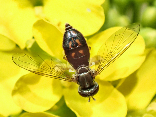 Unknown species found near Lake Murray, San Diego, CA, USA