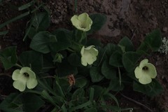 Thunbergia capensis