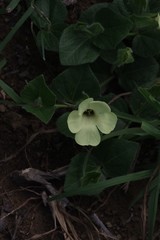 Thunbergia capensis