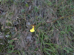 Oncidium graminifolium