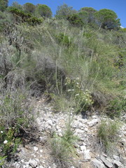 Reseda barrelieri
