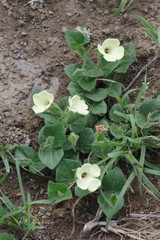 Thunbergia capensis