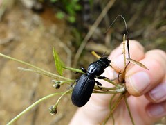 Mecodema spiniferum