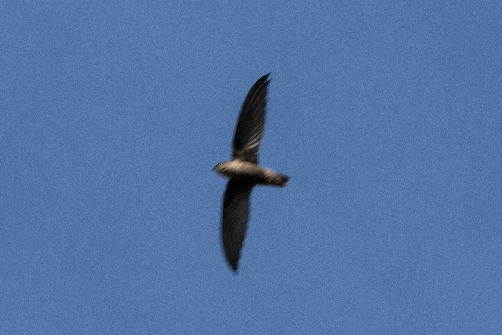 Sick's Swift (Chaetura meridionalis), photo 2