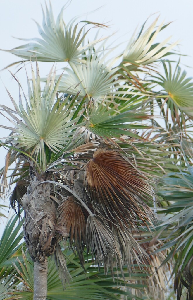 Coccothrinax litoralis
