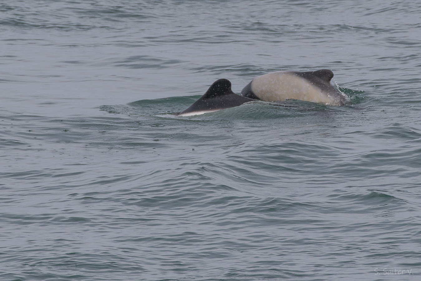 Cephalorhynchus commersonii