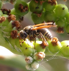 Pachodynerus nasidens