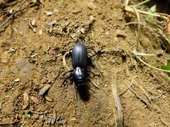 Mecodema spiniferum
