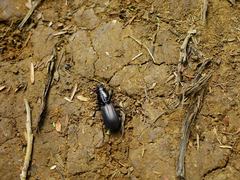 Mecodema spiniferum