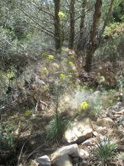 Erysimum myriophyllum