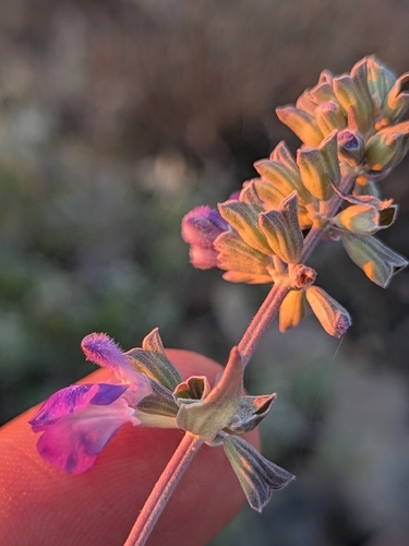 Bajan Cape Sage (Salvia similis)