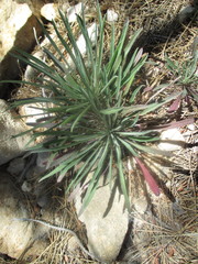 Erysimum myriophyllum