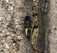 Harmonia axyridis