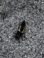 Harmonia axyridis
