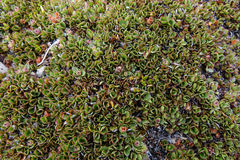 Gaultheria nubicola