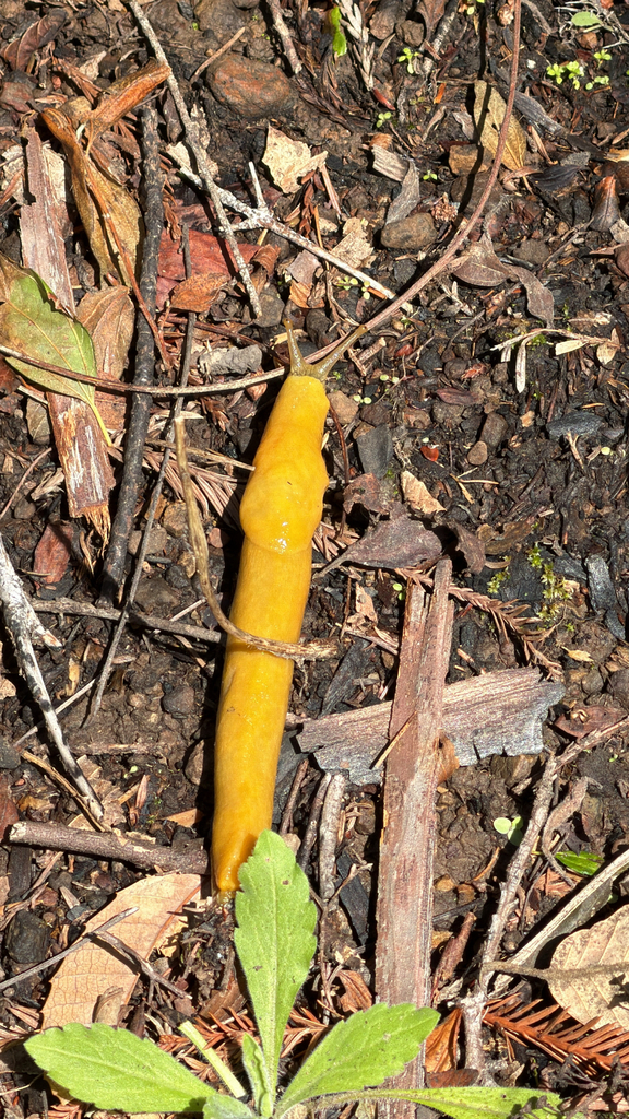 California Banana Slug from Boulder Creek, CA, US on February 22, 2026 ...