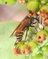 Pachodynerus nasidens