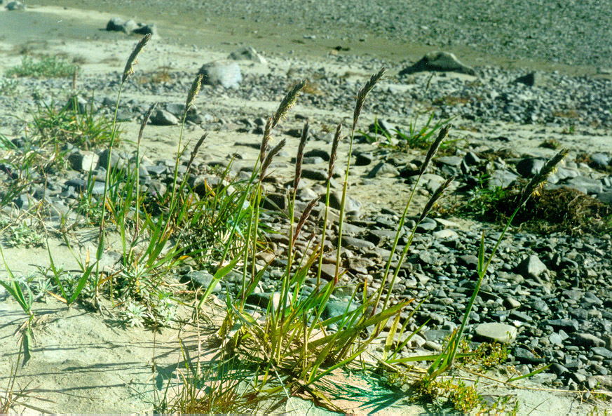 Leymus ajanensis