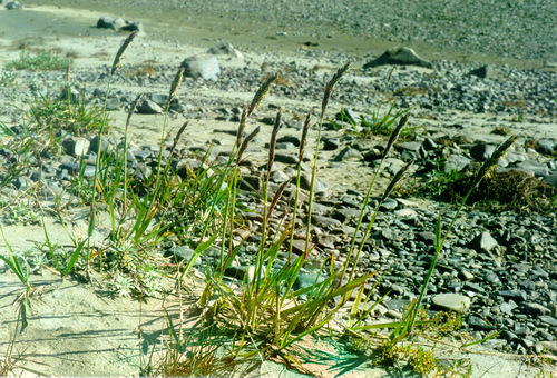 Leymus ajanensis