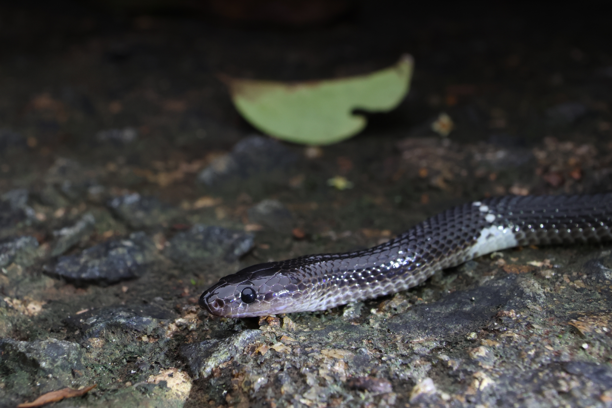 Ceylon Wolf Snake photo 5