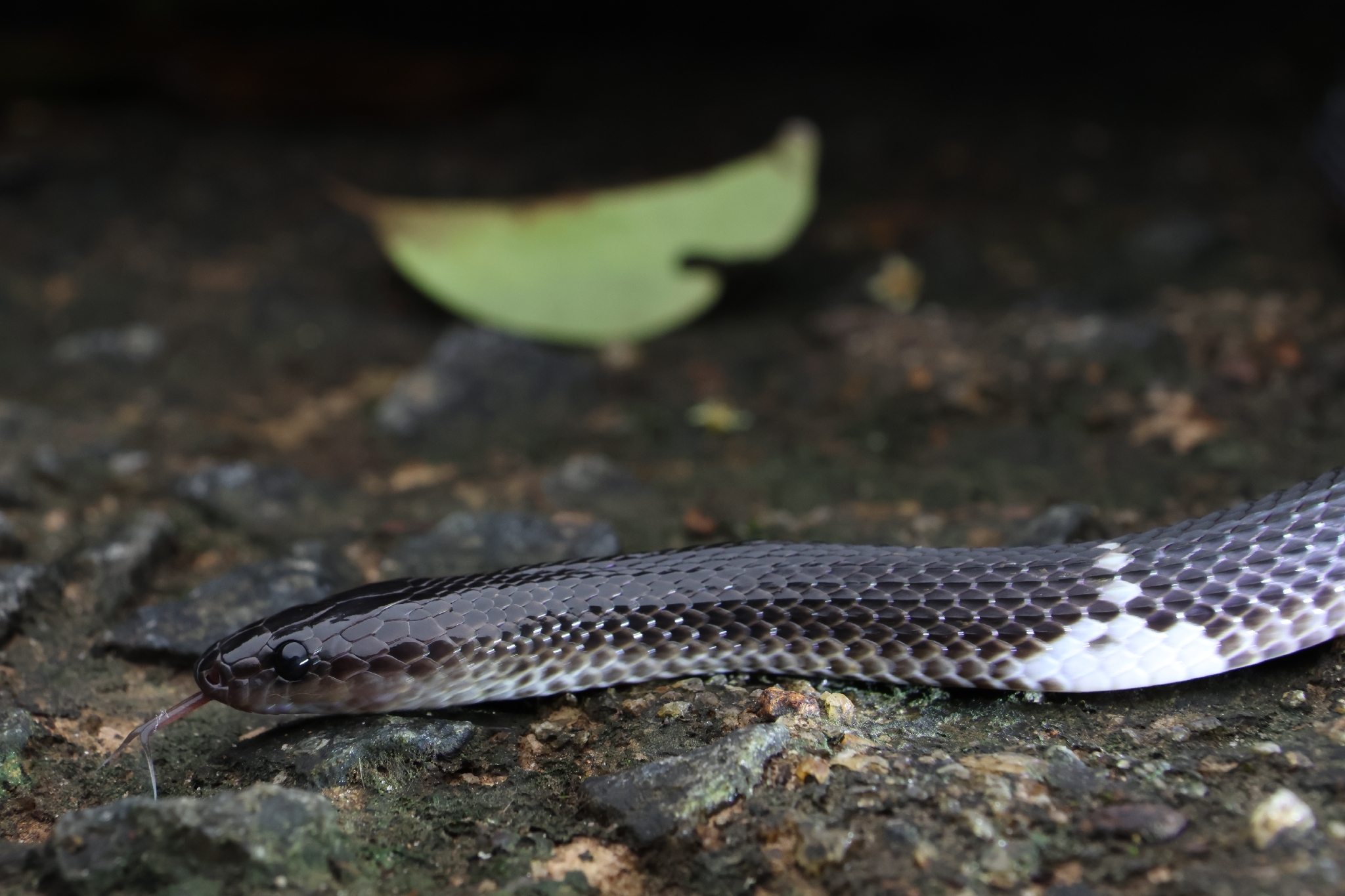 Ceylon Wolf Snake photo 6