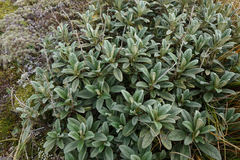 Brachyglottis revoluta