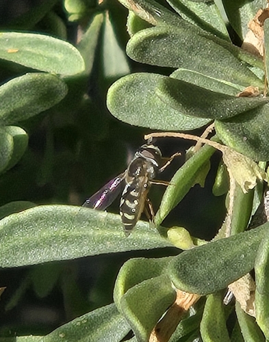 Unknown species found near Rancho Oakey, Las Vegas, NV, USA