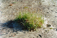 Leymus ajanensis