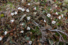 Dracophyllum prostratum