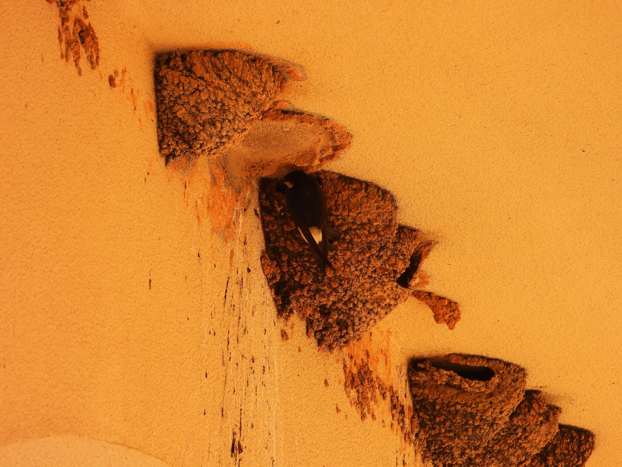 Western House Martin (Delichon urbicum), photo 2