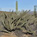 Galloping Cactus - Photo (c) Alan Rockefeller, some rights reserved (CC BY)