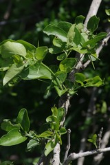 Azima tetracantha