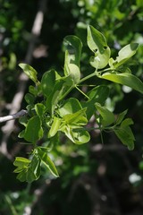 Azima tetracantha